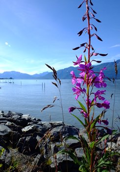 Fireweed by the Water